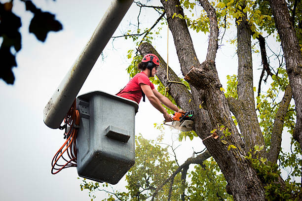 How Our Tree Care Process Works  in Francis, UT